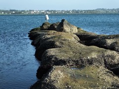 Larus argentatus
