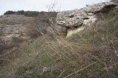 Cleistogenes serotina