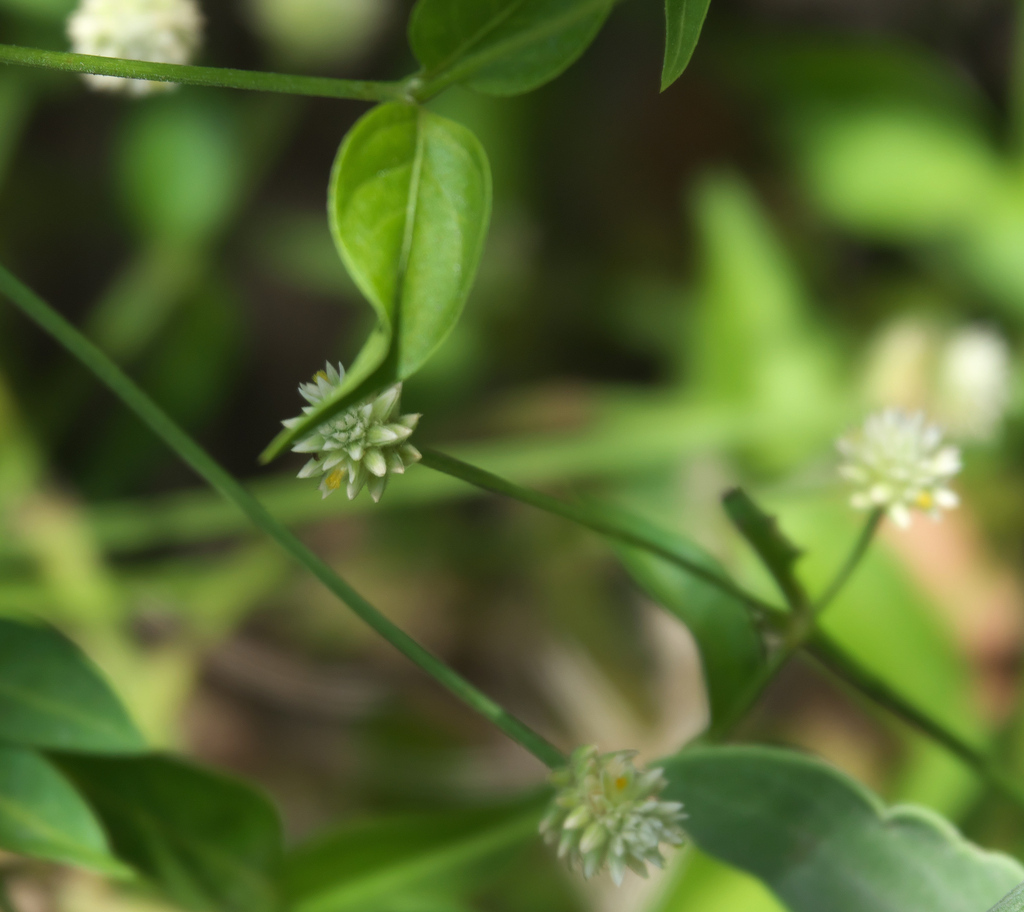 Alternanthera flavescens; photograph (c) Robert Webster, some rights reserved (CC BY-SA)