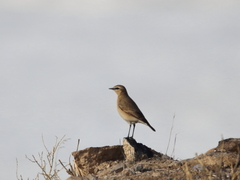 Oenanthe isabellina