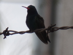 Cynanthus latirostris