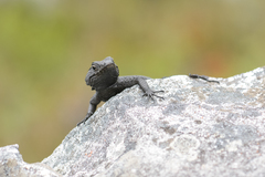 Hemicordylus capensis