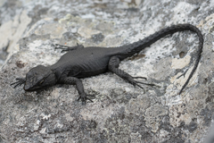 Hemicordylus capensis