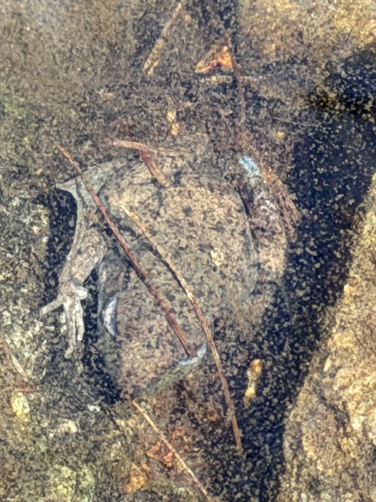 Green Frog from Acadia National Park, Bar Harbor, ME, US on April 26 ...