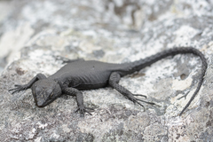 Hemicordylus capensis