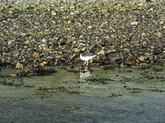 Haematopus ostralegus