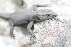 Hemicordylus capensis