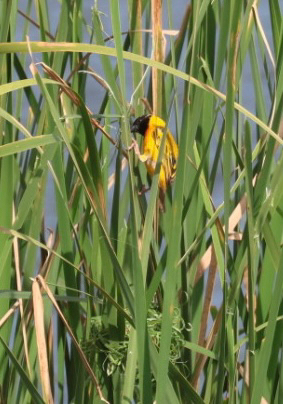 Black-headed Weaver (Ploceus melanocephalus), photo 8