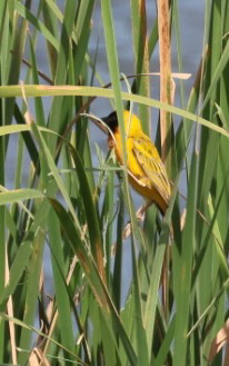 Black-headed Weaver (Ploceus melanocephalus), photo 10