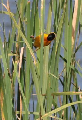 Black-headed Weaver (Ploceus melanocephalus), photo 9