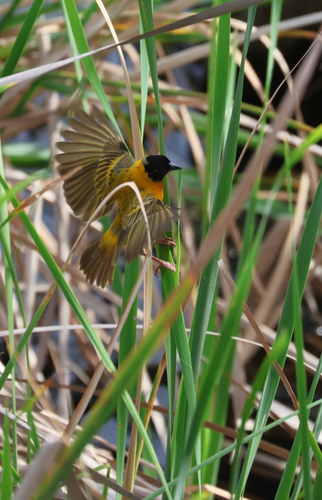 Black-headed Weaver (Ploceus melanocephalus), photo 5