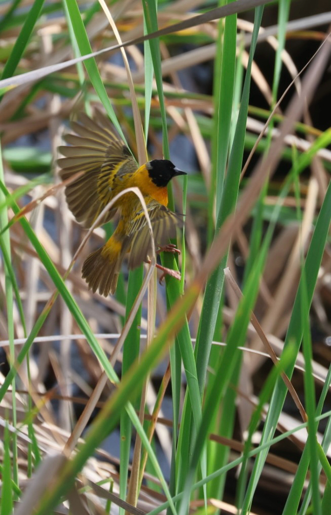 Black-headed Weaver (Ploceus melanocephalus), photo 7