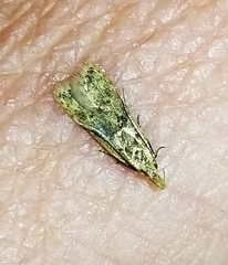 Dichomeris ligulella