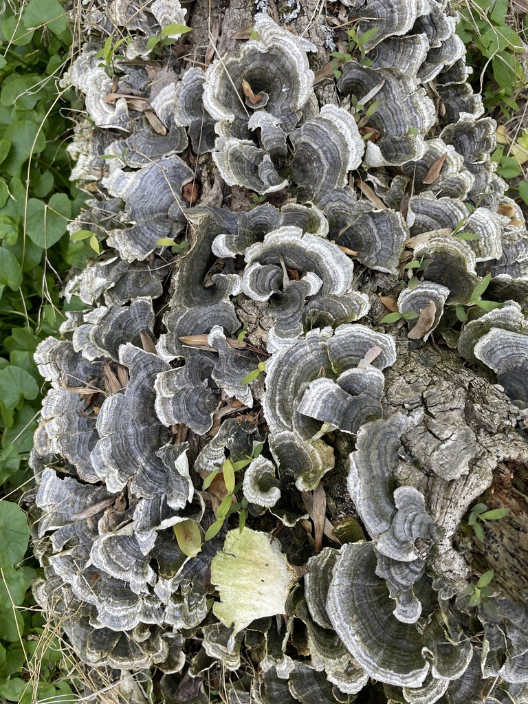 Trametes versicolor · April 2026 · photo: © irabike (iNaturalist, cc0)