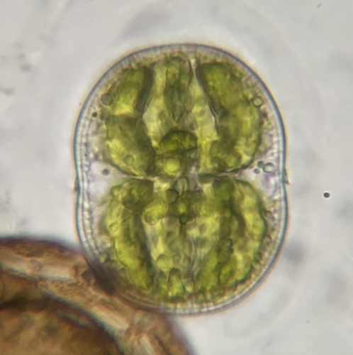 Actinotaenium subglobosum
