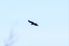 Buteo buteo buteo