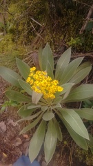 Espeletia corymbosa