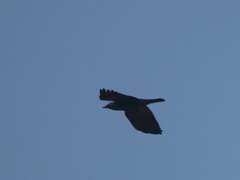 Corvus monedula