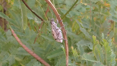 Ericydeus
