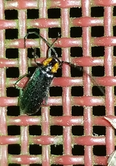 Rhagonycha lineola