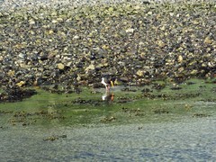Haematopus ostralegus