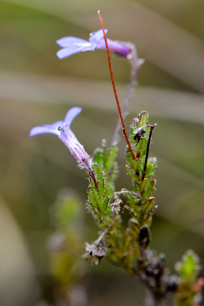 Rough Lobelia