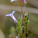 Lobelia neglecta - Photo (c) peterswart, algunos derechos reservados (CC BY-NC)