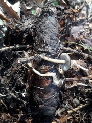 Strobilurus esculentus