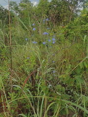 Jacquemontia evolvuloides