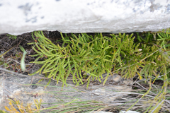 Lycopodium zanclophyllum