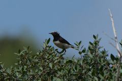 Oenanthe cypriaca