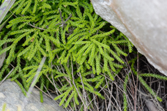 Lycopodium zanclophyllum