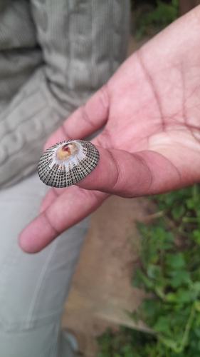Patella natalensis, 2026-04-27