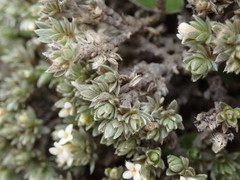 Pimelea sericeovillosa pulvinaris
