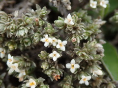 Pimelea sericeovillosa pulvinaris