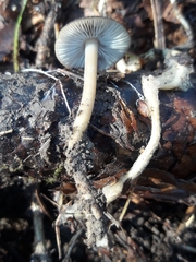 Strobilurus esculentus