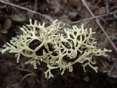 Xanthoparmelia molliuscula