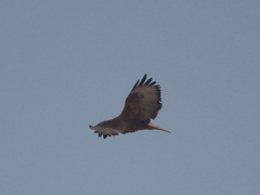 Buteo rufinus