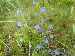 Jacquemontia evolvuloides