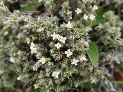 Pimelea sericeovillosa pulvinaris