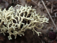 Xanthoparmelia molliuscula