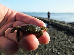 Carcinus maenas