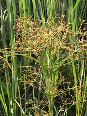 Rhynchospora corymbosa