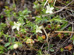 Galium perpusillum