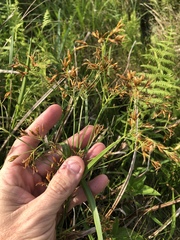 Rhynchospora corymbosa