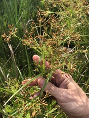 Rhynchospora corymbosa