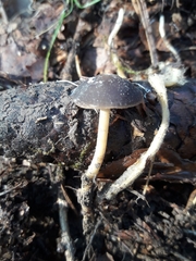 Strobilurus esculentus