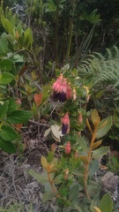 Brachyotum strigosum