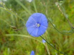 Jacquemontia evolvuloides