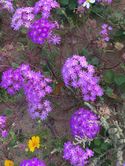 Abronia gracilis